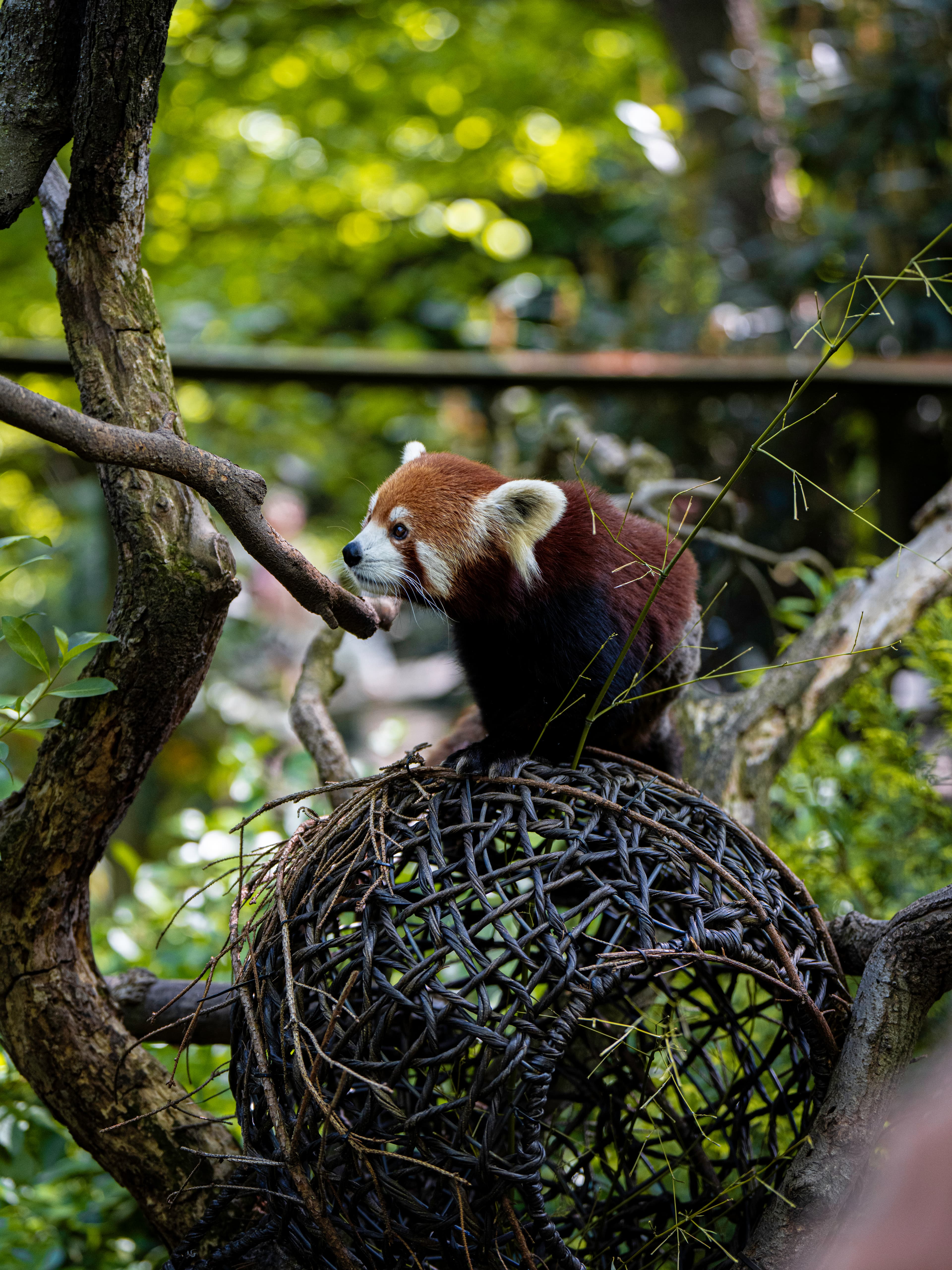 Wildlife